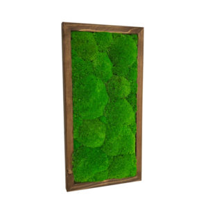 Zivy obraz na zed 25x50 cm s kopeckovym mechem v orechovem ramu
