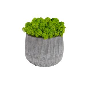 Mech v betonovem kvetinaci GREY, rozmer 13x10 cm