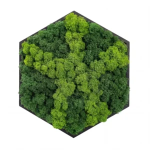 Mechový obraz – Hvězda lesa (30 cm)