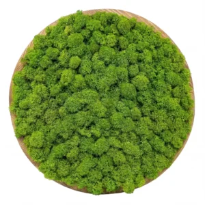 Kruhový mechový obraz – Zelený portál (30cm – Light Green)