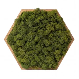 Mechový obraz – Lesní polštářek (20 cm – Nature Green)