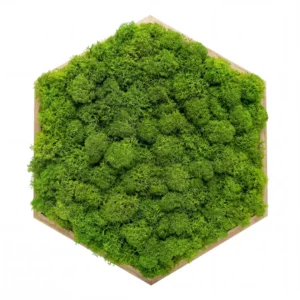 Mechový obraz – Přírodní polštářek (20 cm – Light Green)